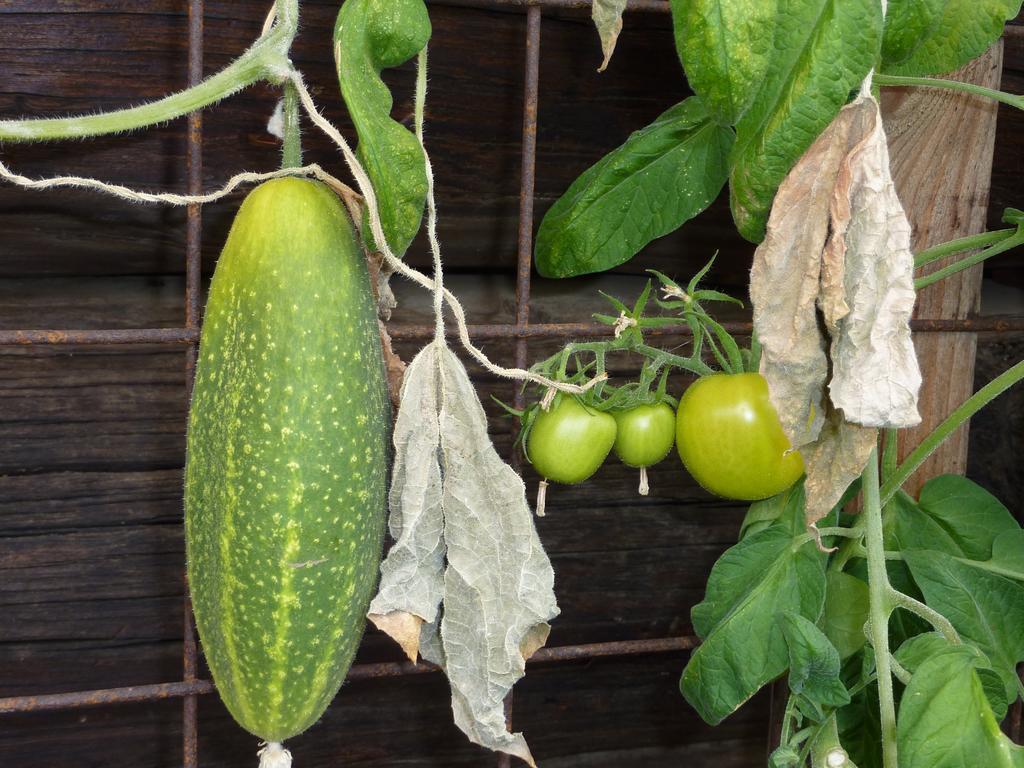 וורפן Bio-Bauernhof Rettenbachgut מראה חיצוני תמונה
